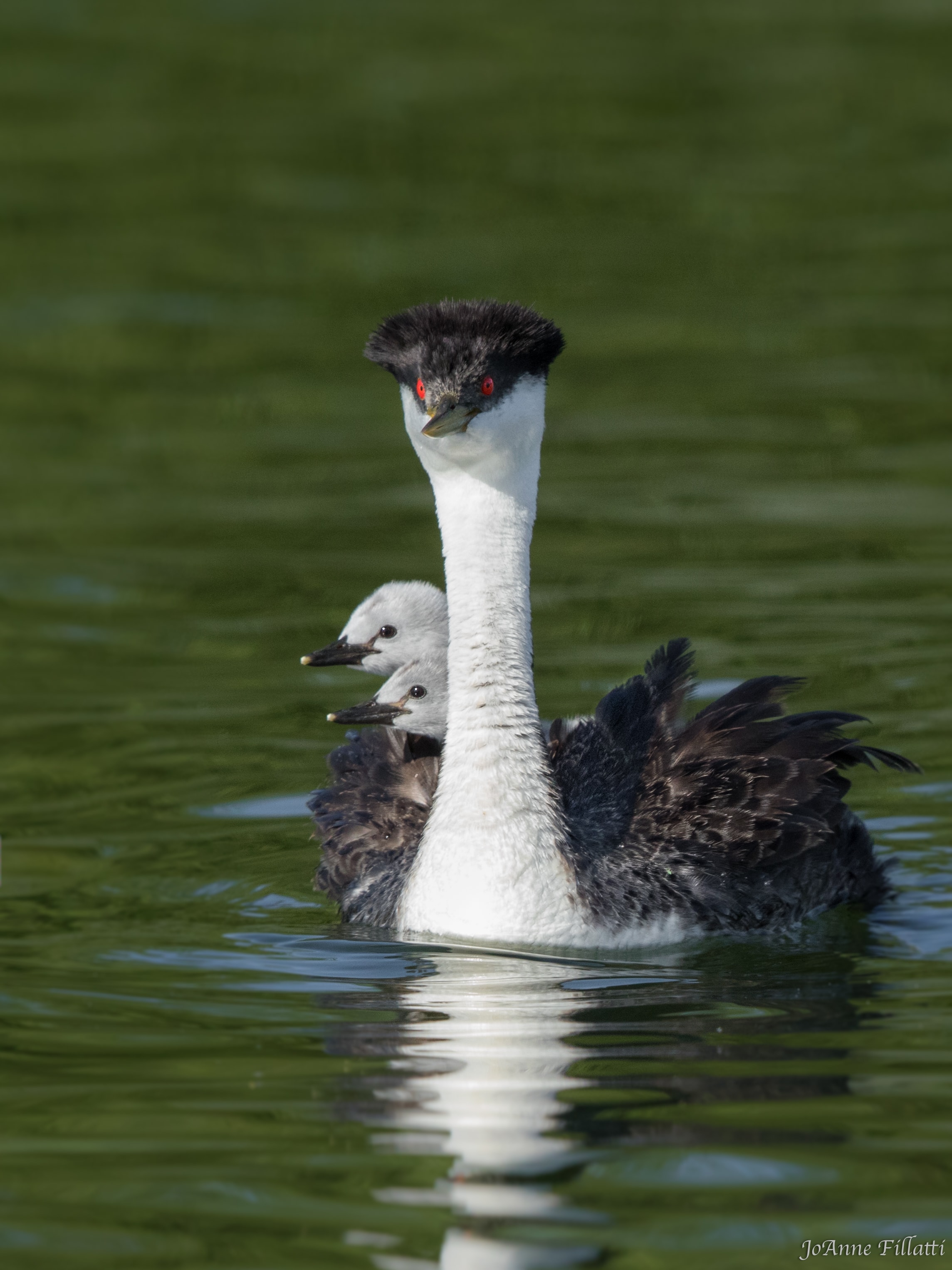 bird of California image 3